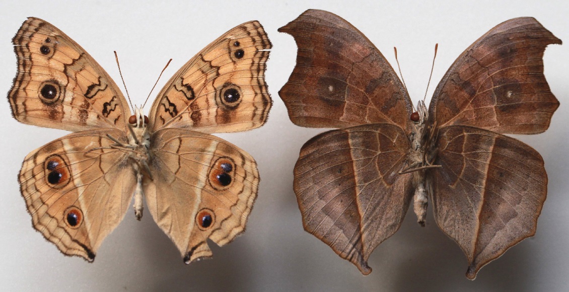 タテハモドキの標本(裏)