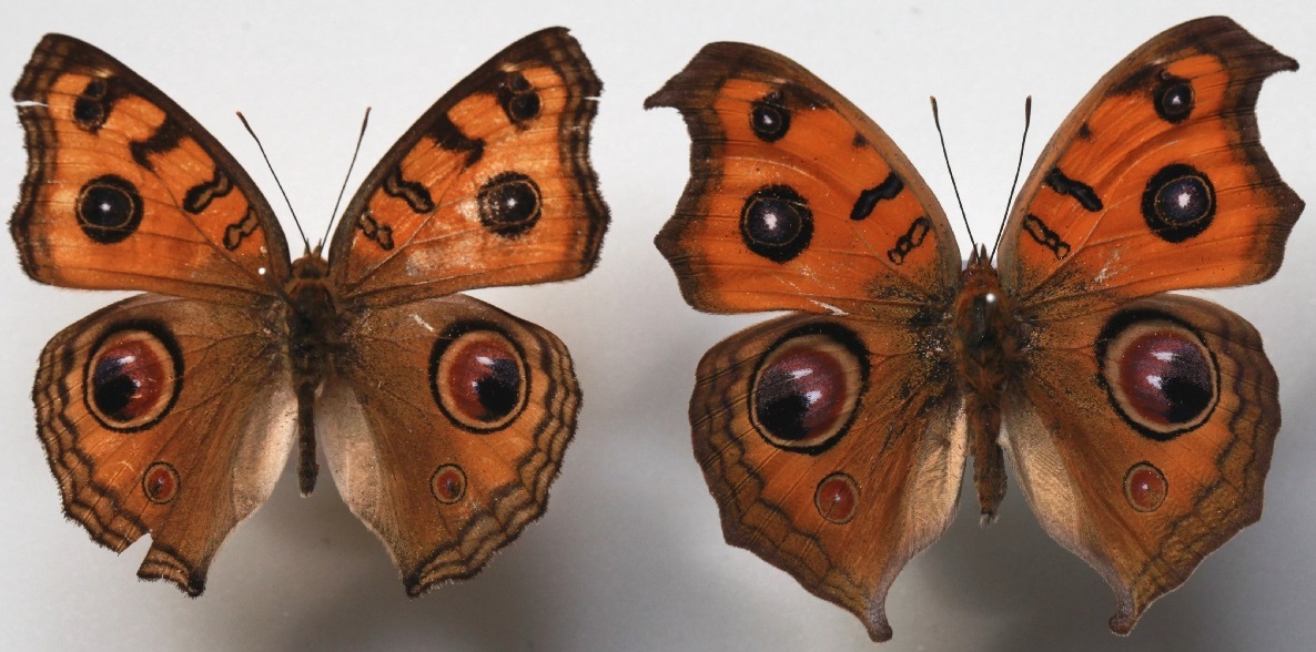 タテハモドキの標本(表)