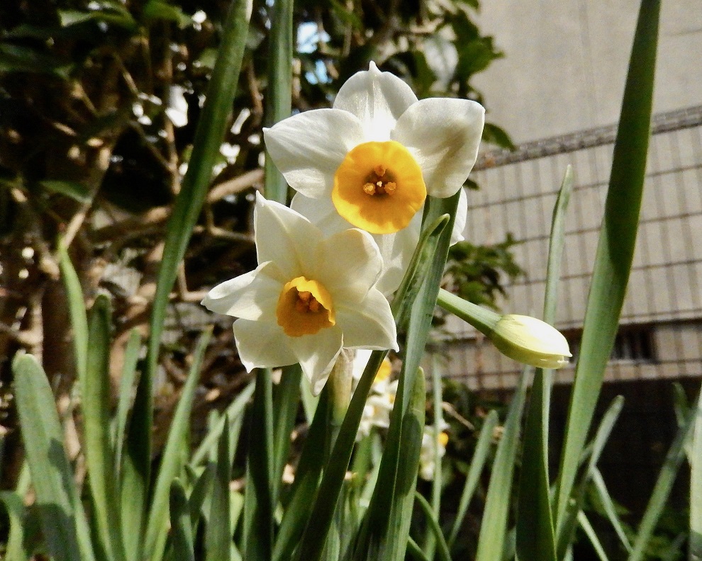 ニホンスイセン