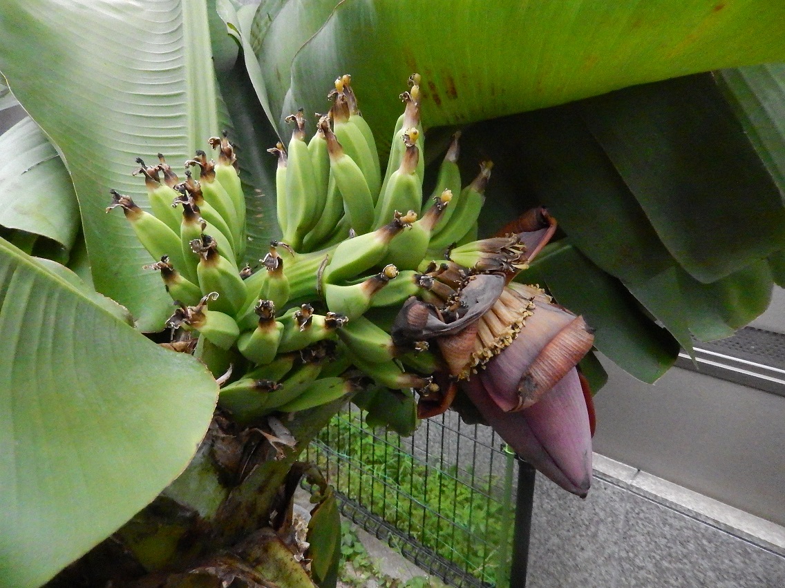 バナナの結実の様子