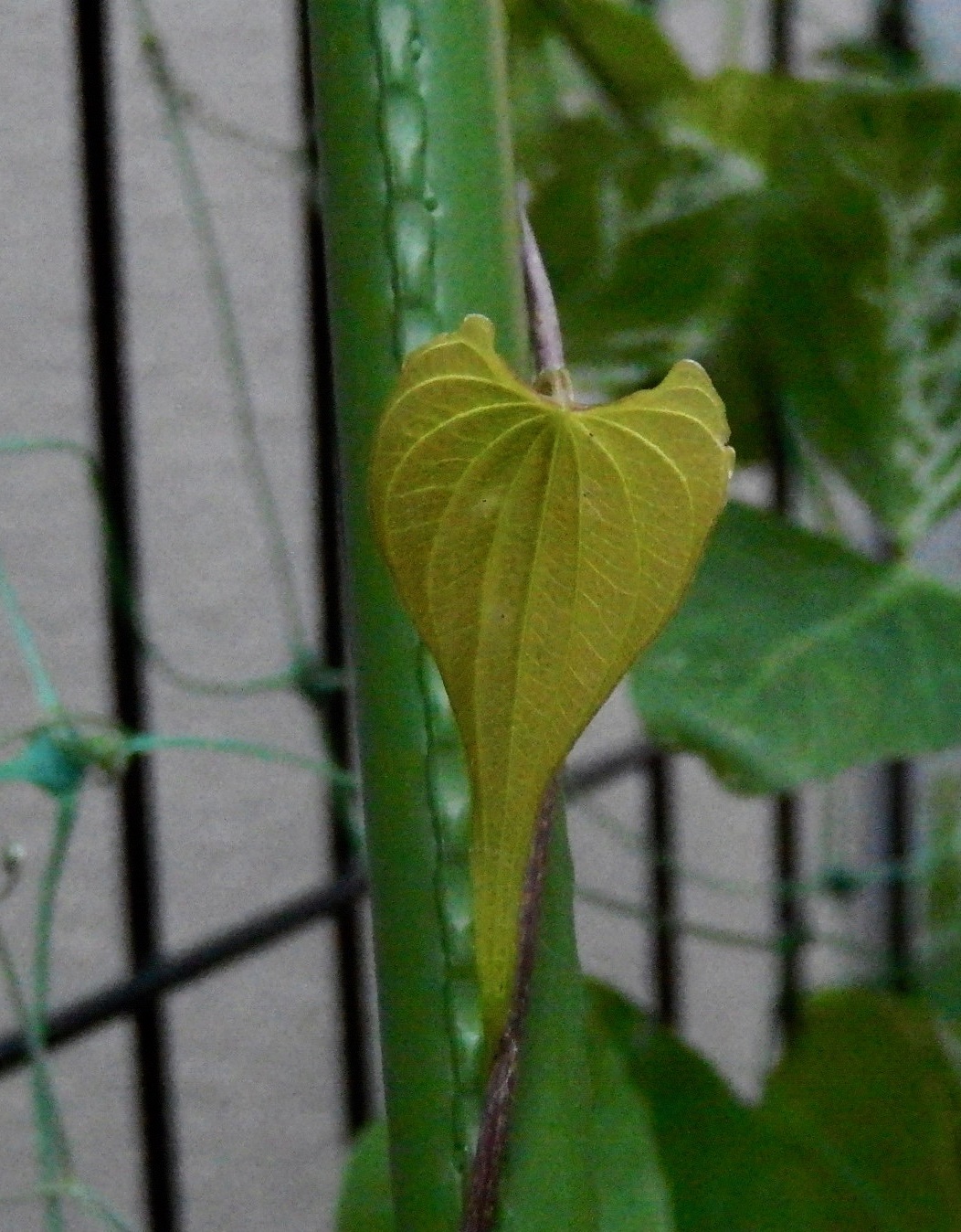 ヤマノイモの若い葉