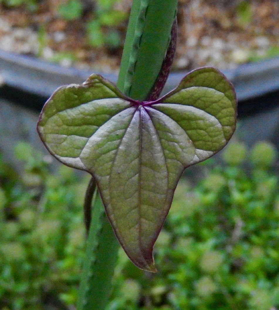 ナガイモの若い葉