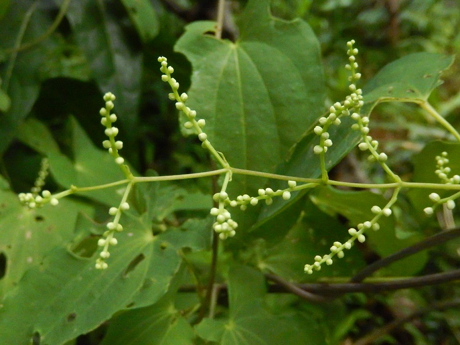 ヤマノイモ(雄花)