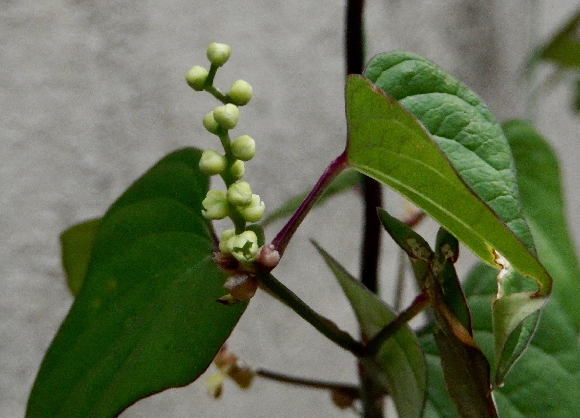 ナガイモ(雄花)