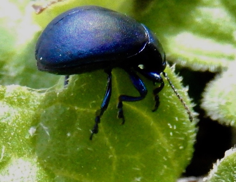 カワカミハムシ