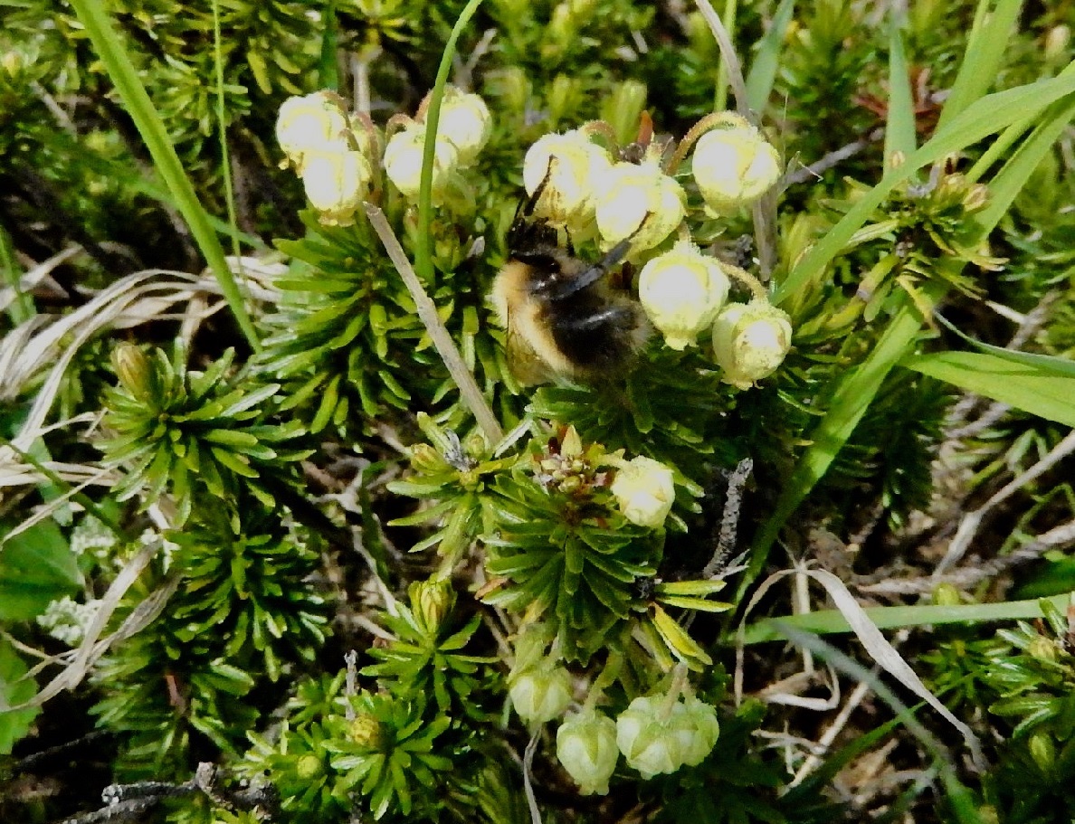 エゾオオマルハナバチ