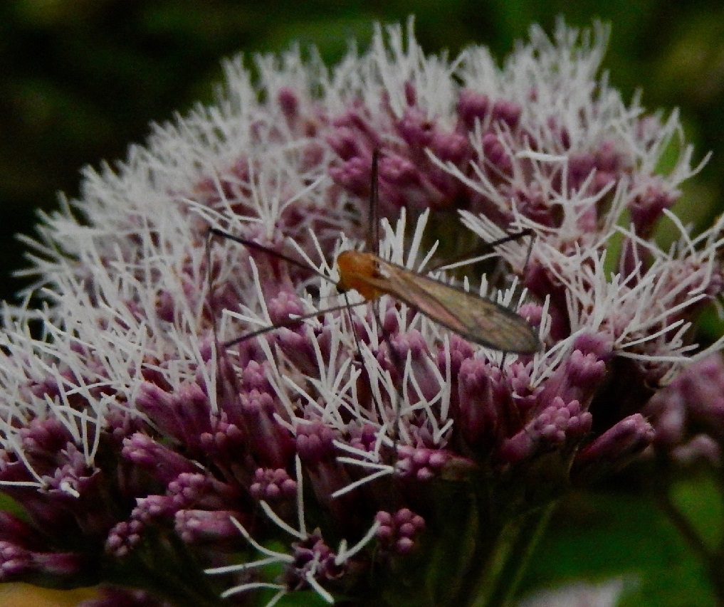 クチナシガガンボ?