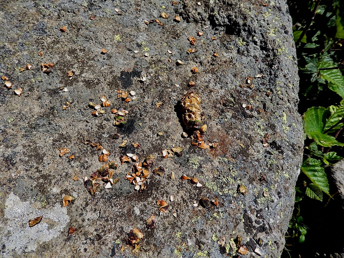 ホシガラスの食事場所