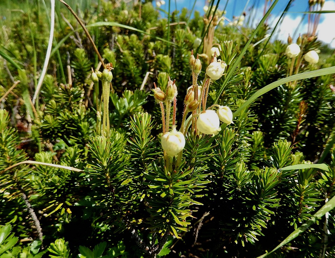 アオノツガザクラ