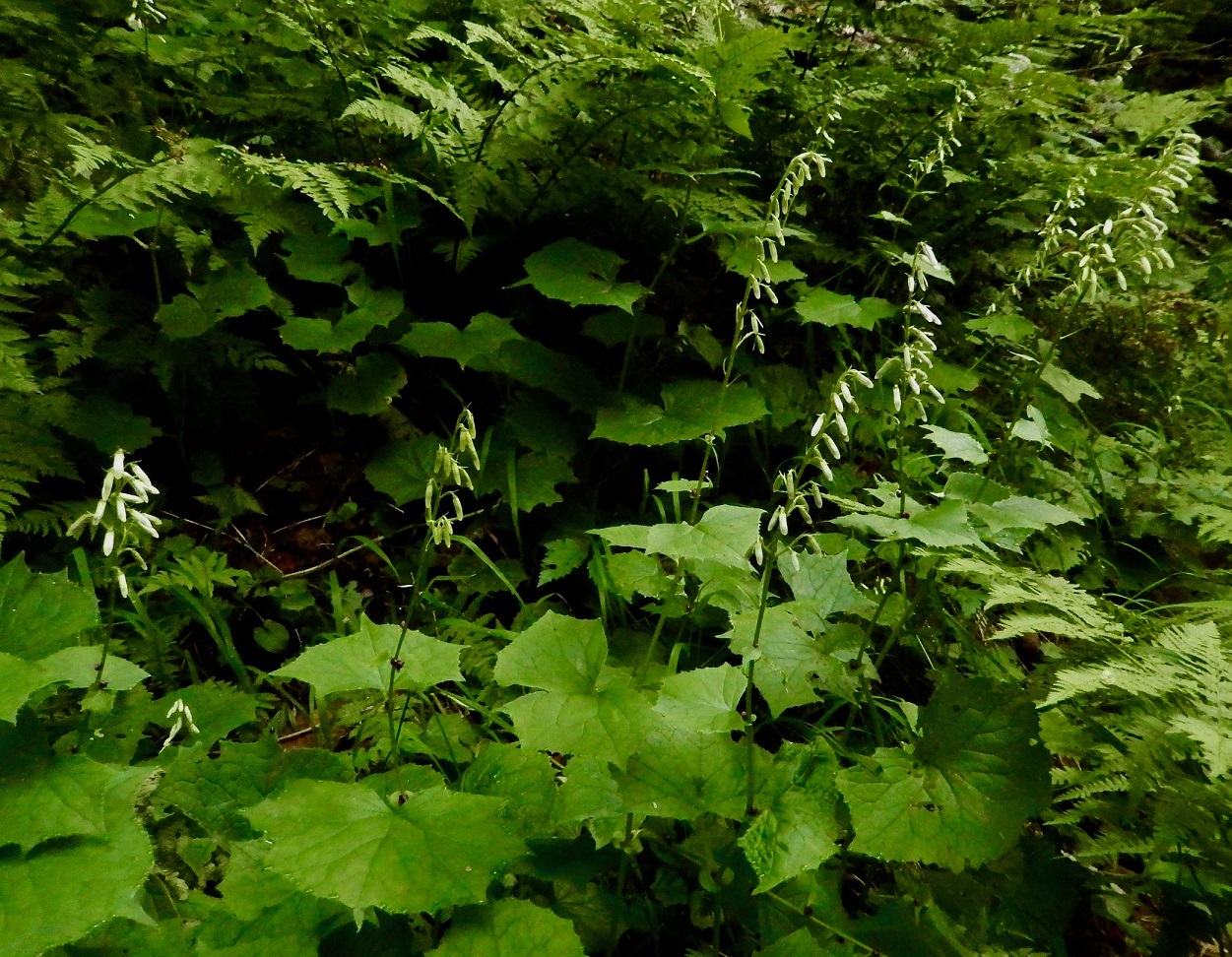 コモチミミコウモリ