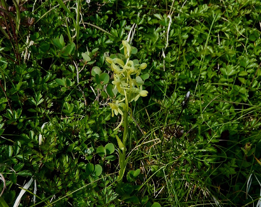 ホソバノキソチドリ