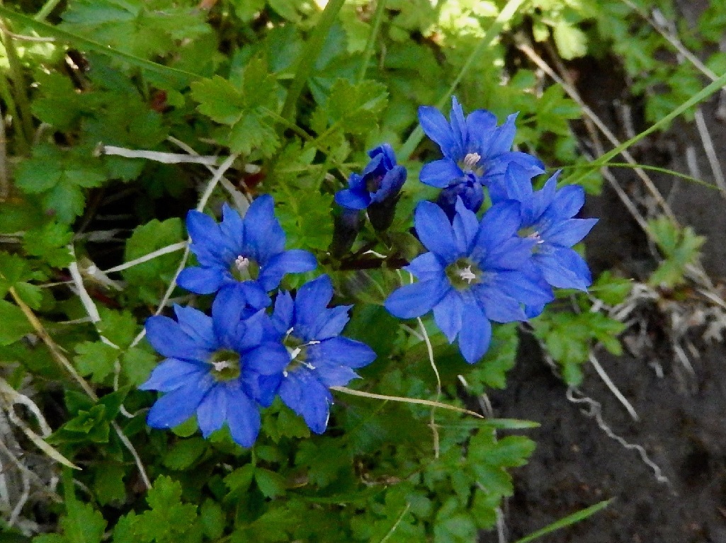 ミヤマリンドウ