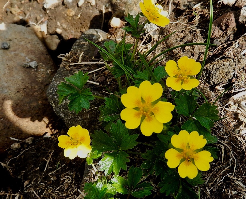 ミヤマキンバイ