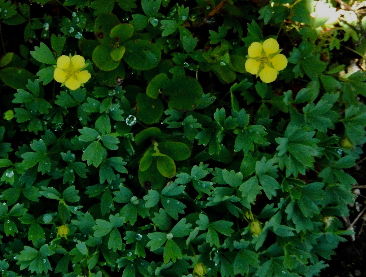 メアカンキンバイ