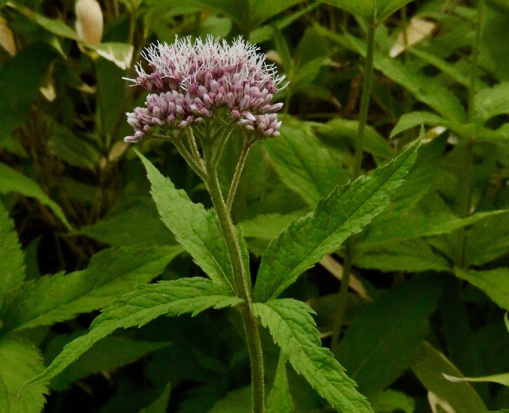 ヨツバヒヨドリ