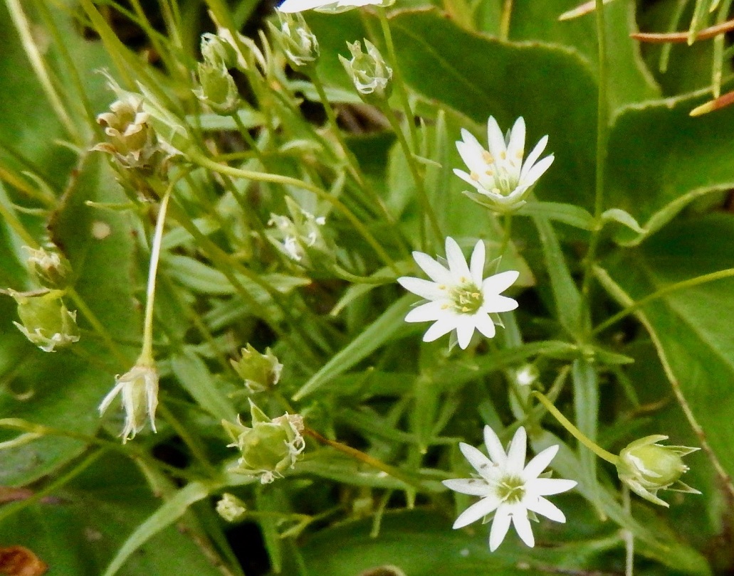 エゾイワツメクサ