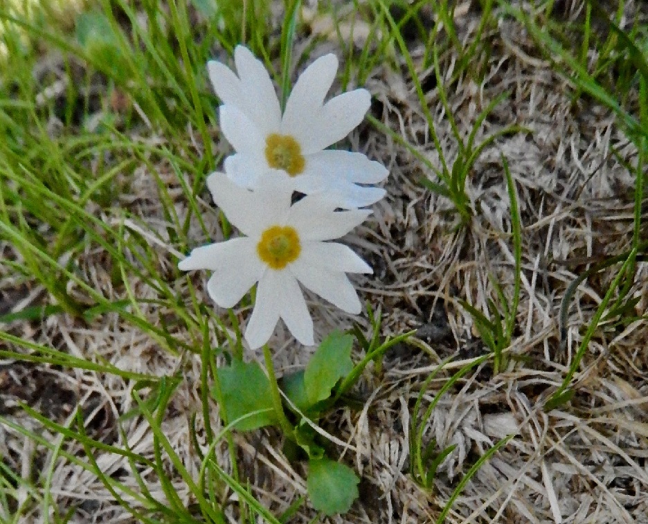 エゾコザクラ(白花)