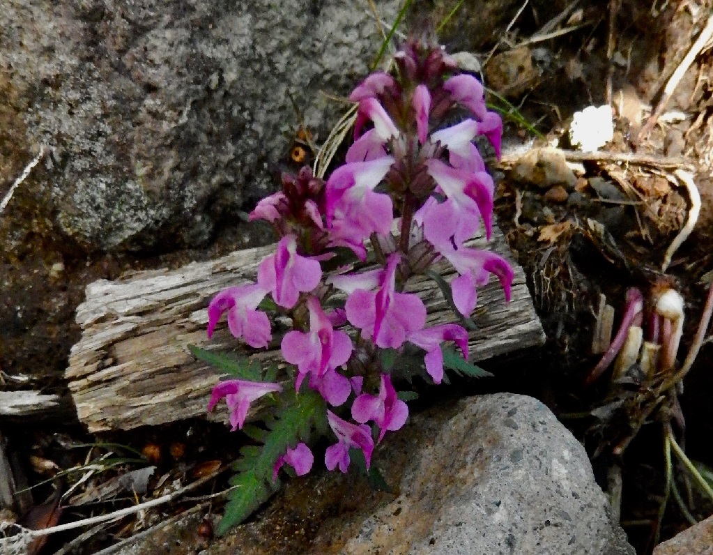 エゾヨツバシオガマ