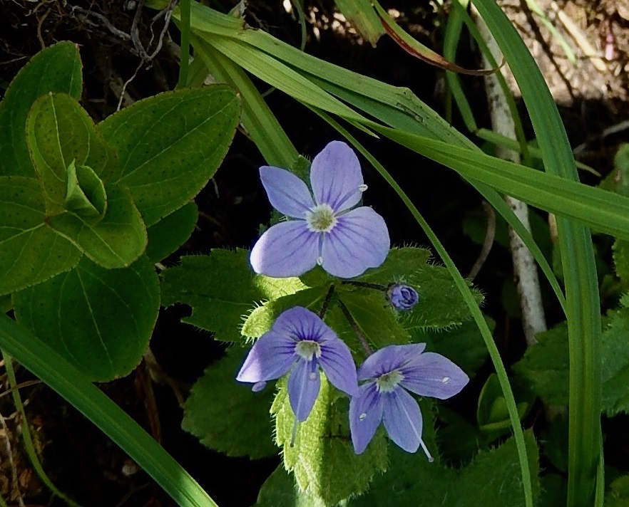 エゾヒメクワガタ