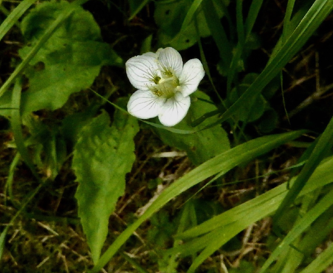 コウメバチソウ