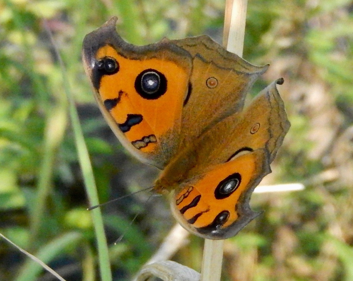 タテハモドキ秋型2