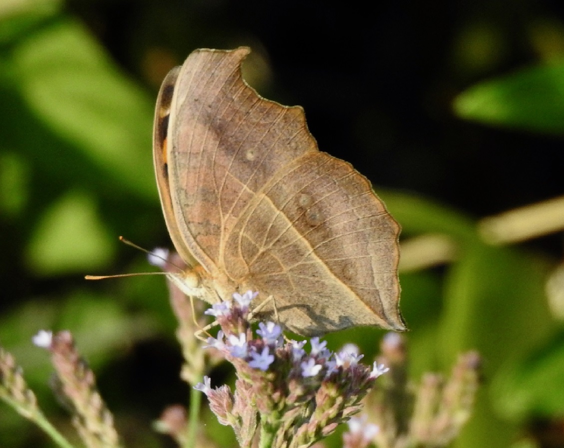 タテハモドキ秋型3