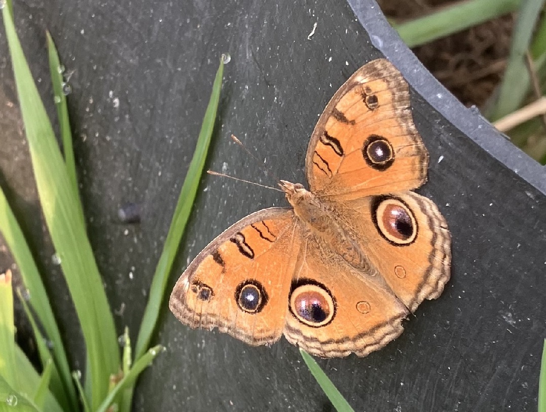 タテハモドキ夏型1