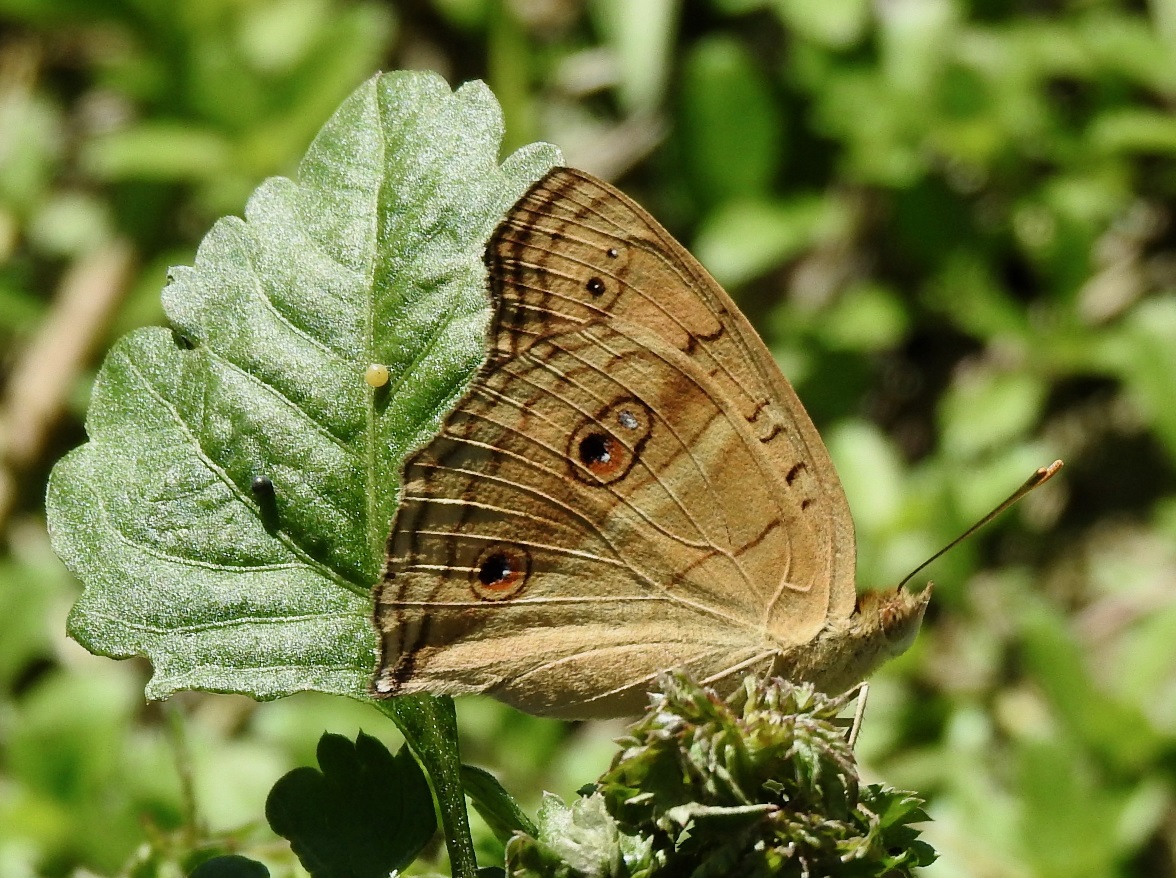 タテハモドキ夏型2