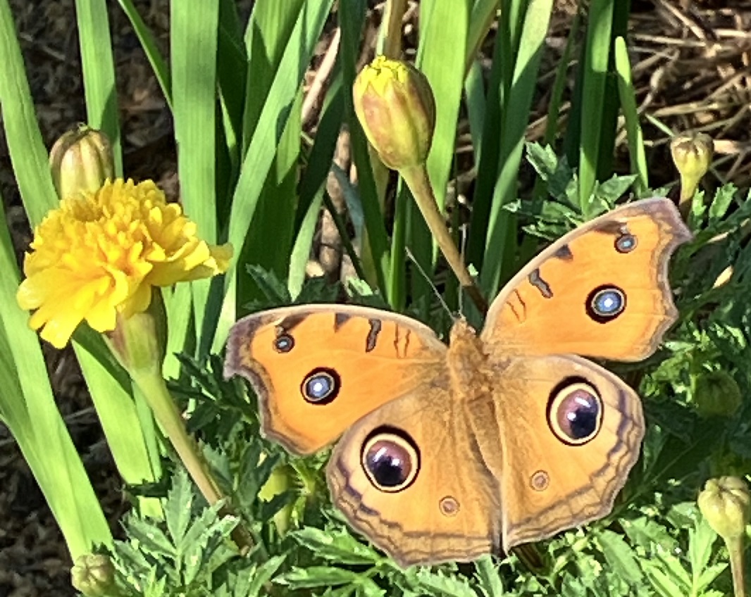 タテハモドキ秋型1