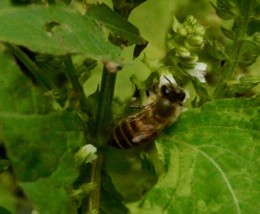 ニホンミツバチ1