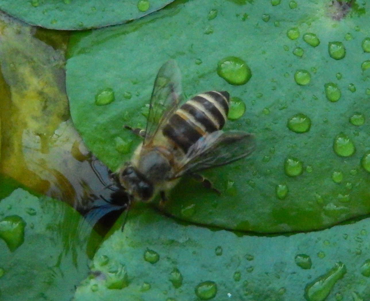 ニホンミツバチ2