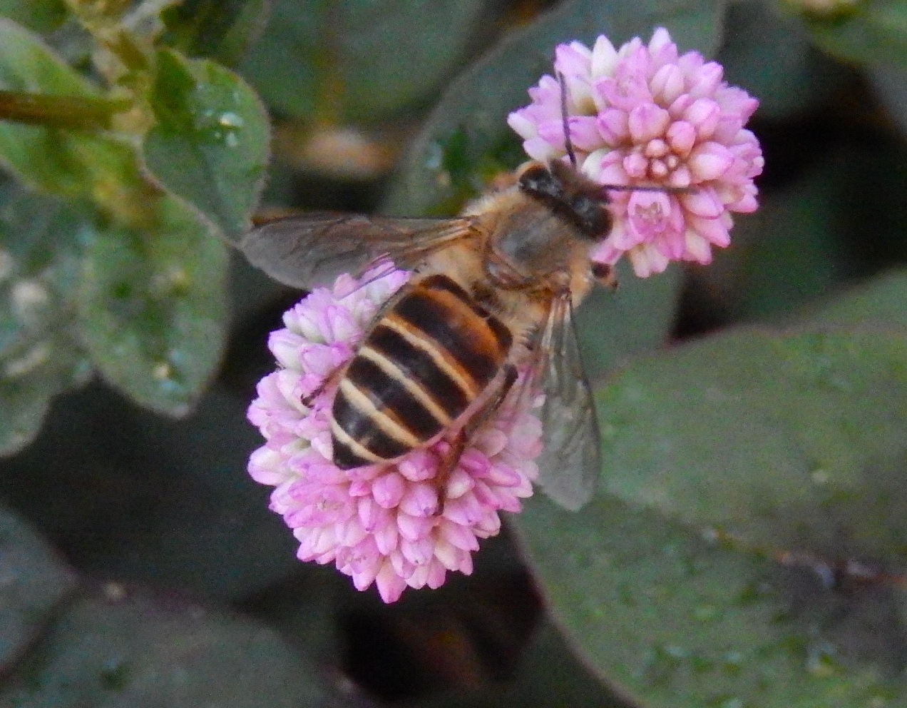 ニホンミツバチ3