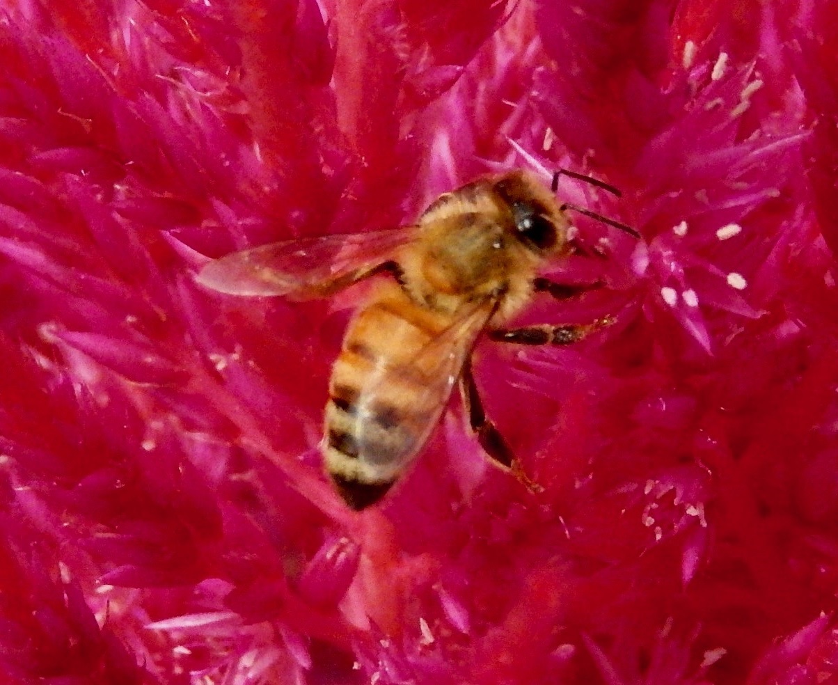 セイヨウミツバチ1