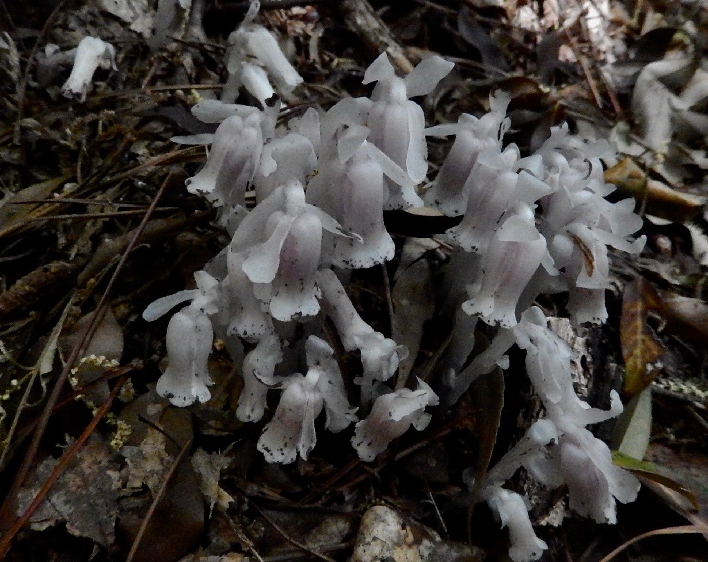 ギンリョウソウ