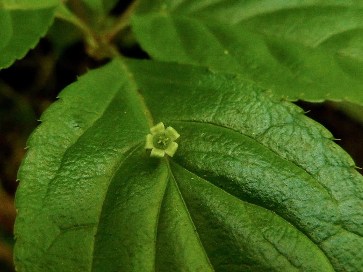 ハナイカダ(雌花)