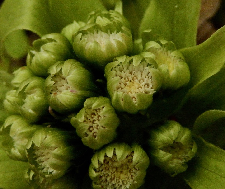 フキノトウ雄株1