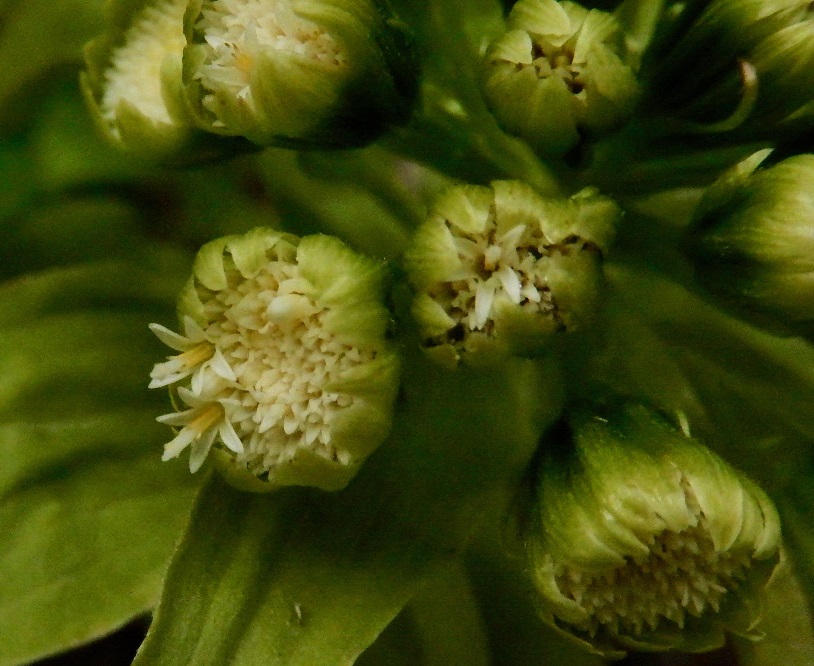 フキノトウ雄株2