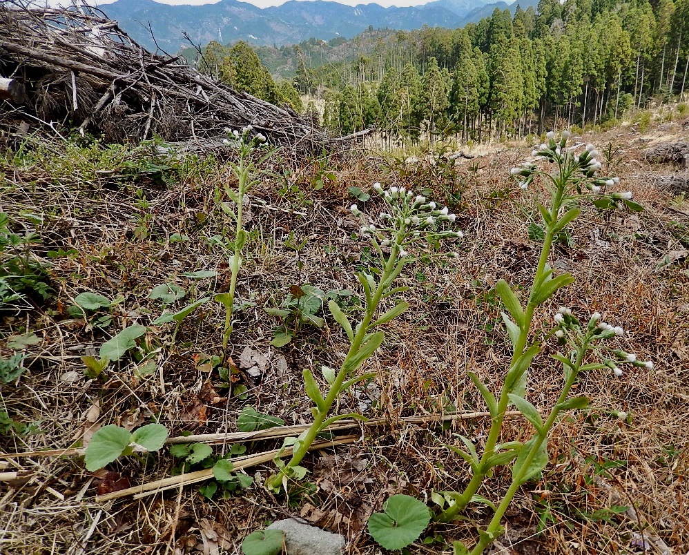 フキノトウ雌株1