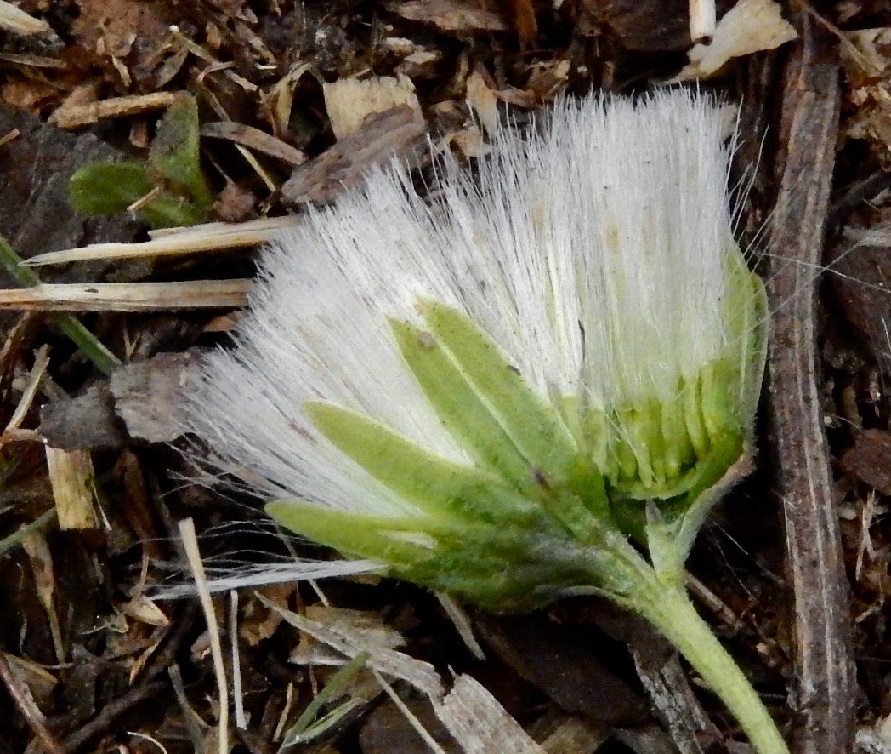 フキノトウ雌株3