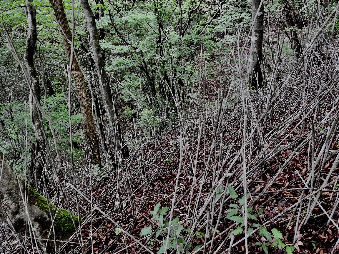 夏緑樹林の林床の様子1