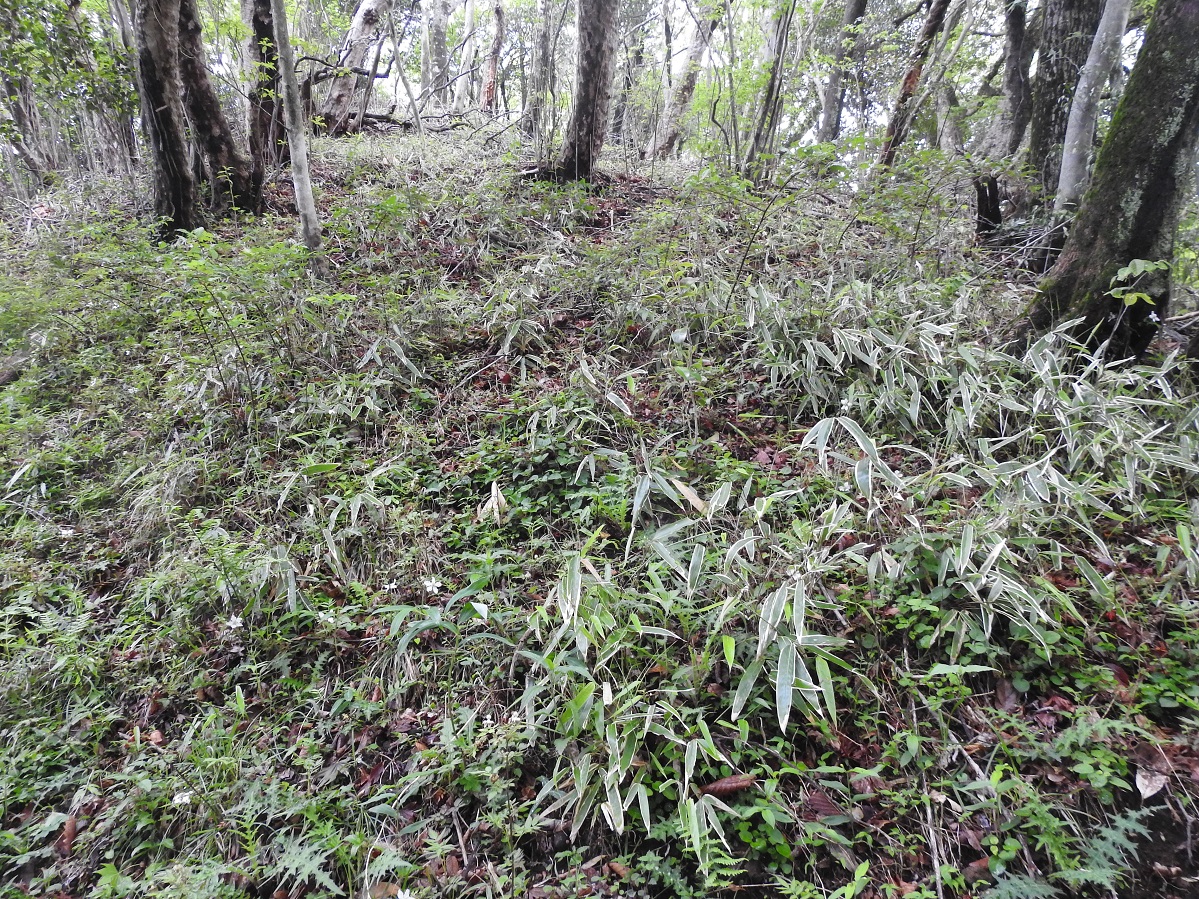 夏緑樹林の林床の様子2
