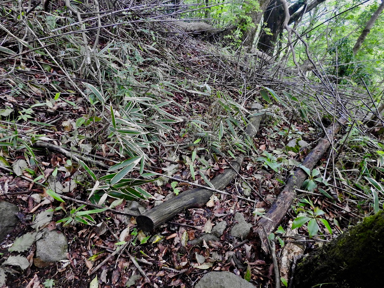 夏緑樹林の林床の様子3