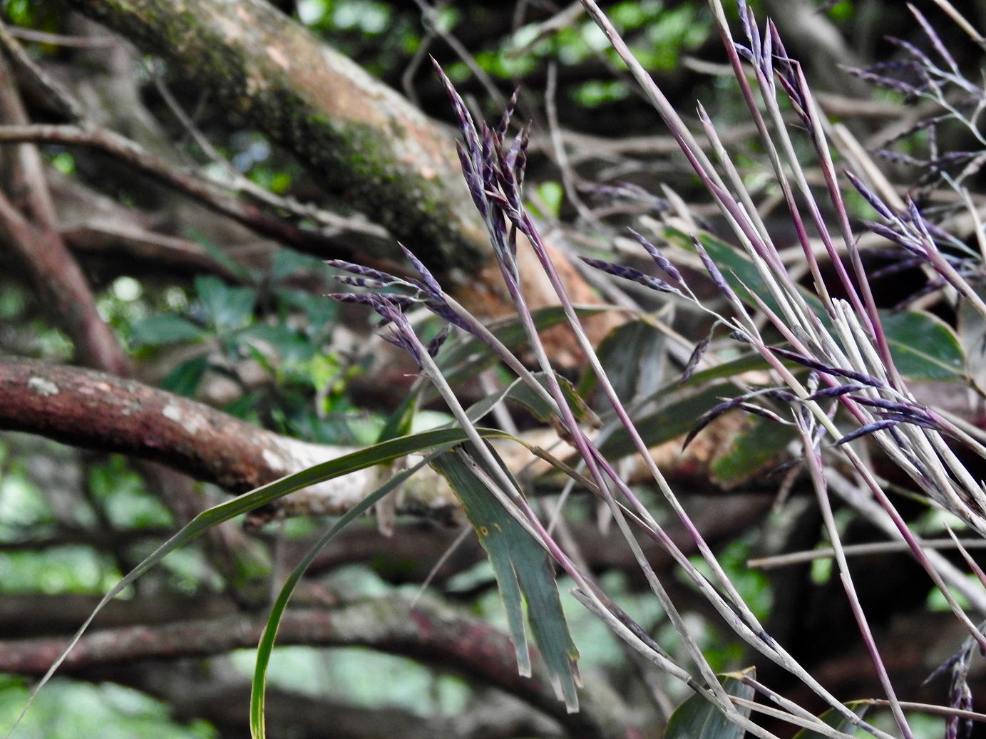 スズタケの花序