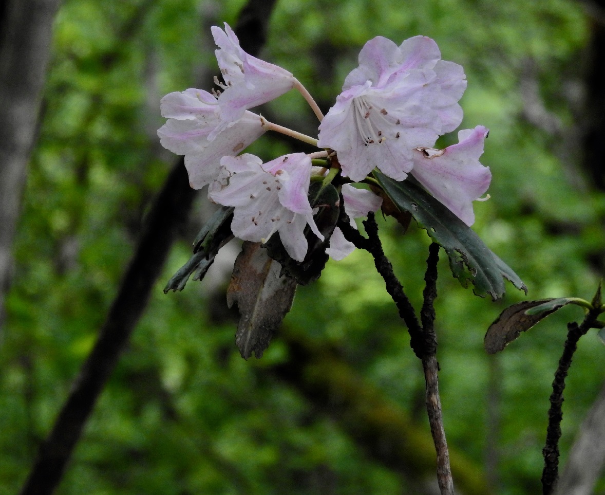 ツクシシャクナゲ