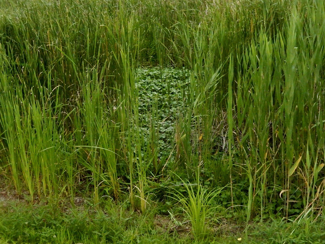 ブラジルチドメグサの繁殖の様子