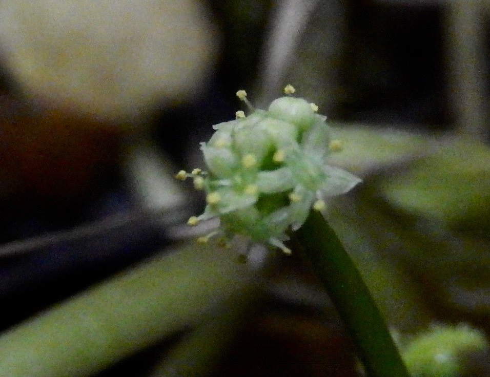 ブラジルチドメグサの開花の様子
