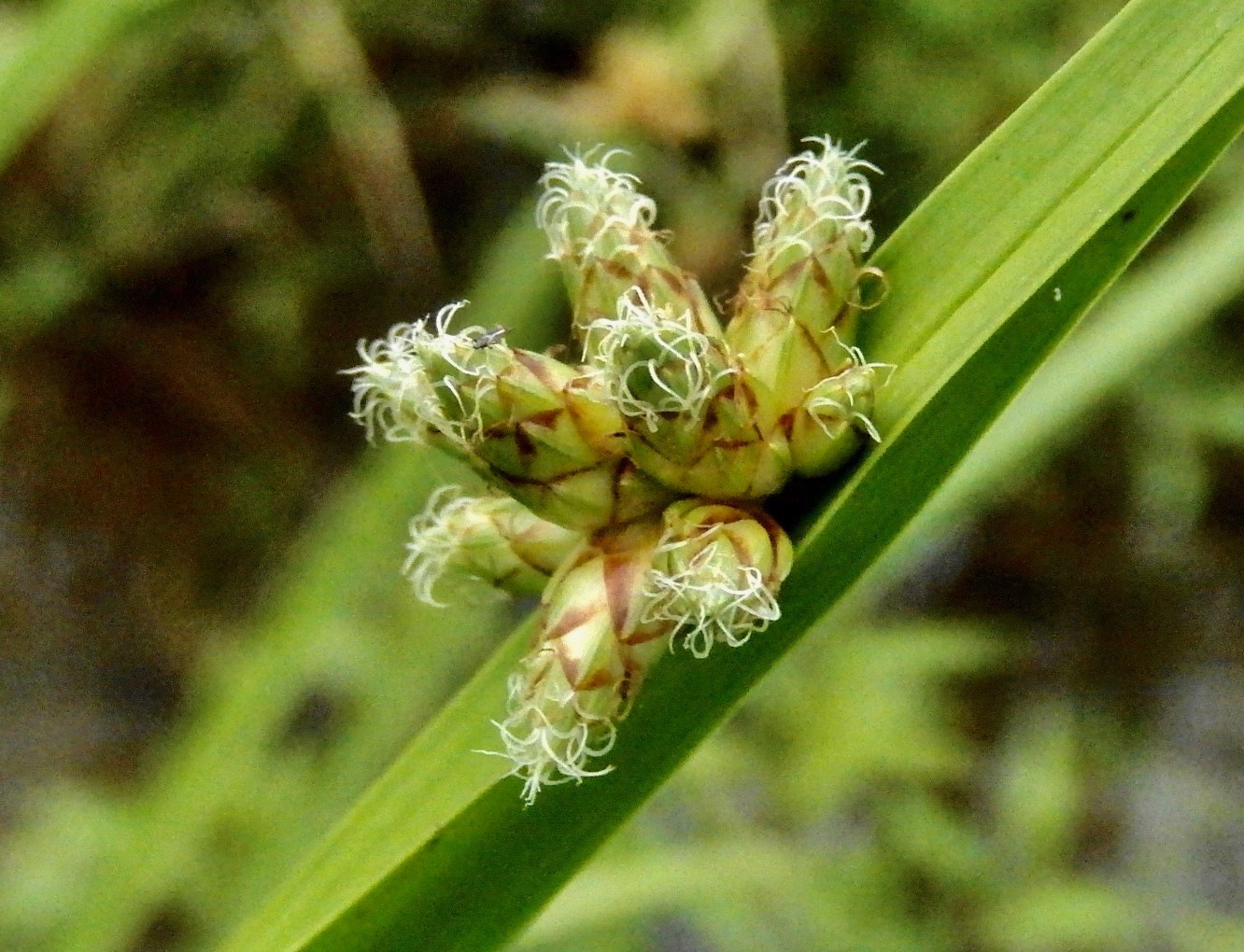 カンガレイの花