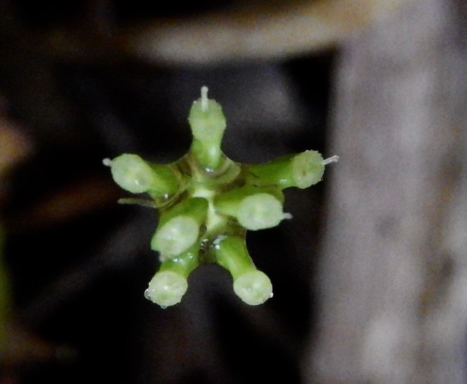 果実形成の様子1