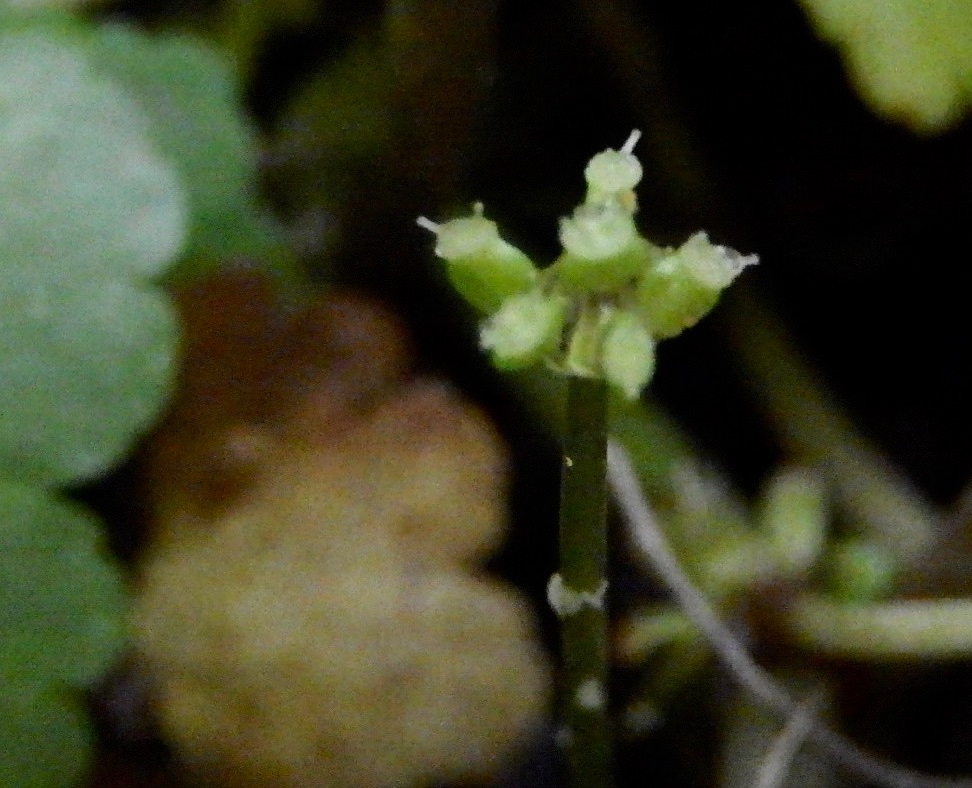 果実形成の様子2