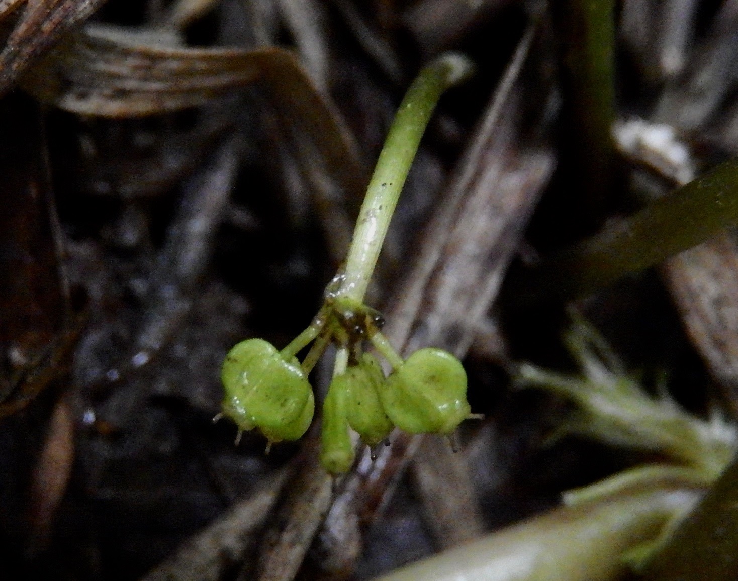 果実形成の様子3